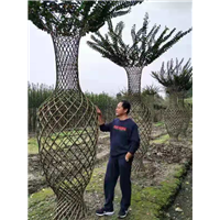 深圳造型紫薇树|深圳供应造型紫薇 