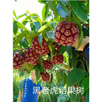 欢迎新老客户来基地考察学习