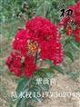 美丽的红紫薇
