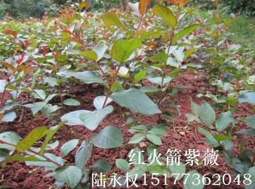 红火箭紫薇又长高了。这是去年从湖南林科院引进的**大红紫薇