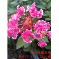 复发紫薇