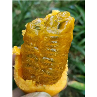 **山野水果布福娜—来宾植物快繁技术教学—布福娜苗 