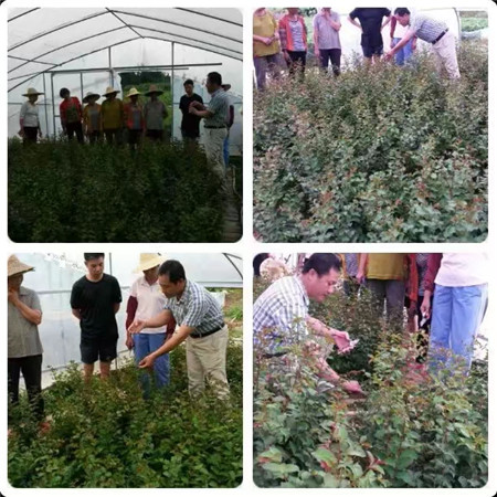 黑老虎苗&梅州各种造型树供应&紫薇造型 