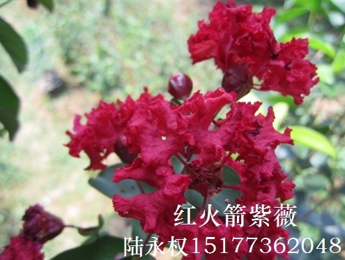 红火球紫薇开花了