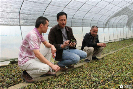 植物造型教学&河源造型紫薇批发&紫薇造型 