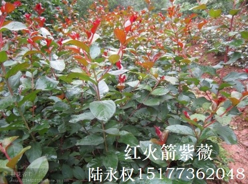 红火箭紫薇又长高啦，几天不见，紫薇苗苗长高了好多！
