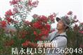 紫薇14 