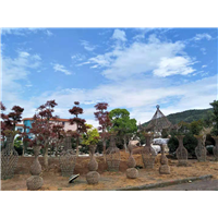 梧州造型紫薇&优质紫薇树【大量供应园林造型树】 