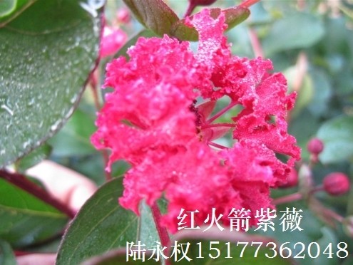 红火球紫薇开花了，果然红艳似火！