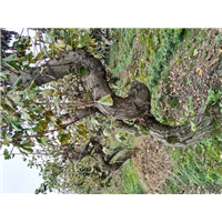 深圳供应造型树|深圳哪里有紫薇造型花瓶 