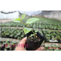 奇异莓的繁殖方法