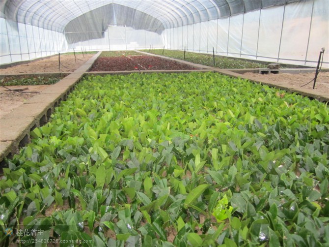 广东植物克隆技术培训-什么是植物快繁技术 