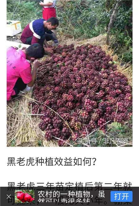 紫薇造型——清远布福娜苗价格——紫薇造型 