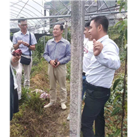 现场预定布福娜水果跟果苗