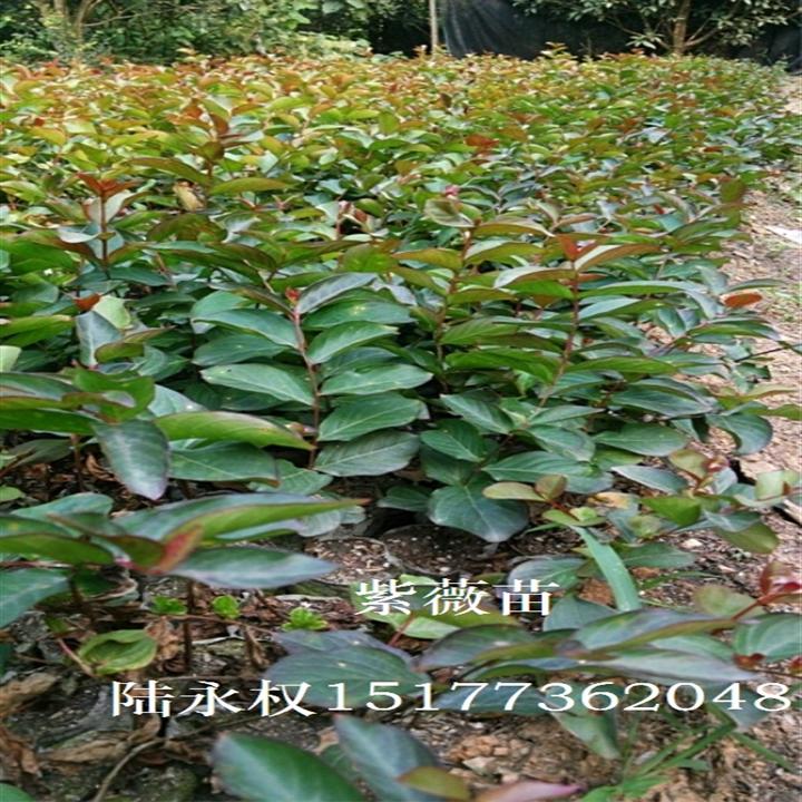 紫薇2