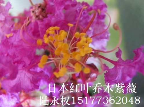 **红紫薇品种-日本红叶乔木紫薇4