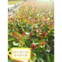 江苏植物高效快繁技术教学-桂泉苗木造型基地陆永权 