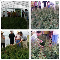 黑老虎苗&梅州各种造型树供应&紫薇造型 