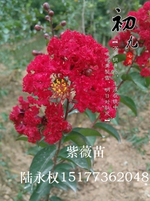 美丽的红紫薇