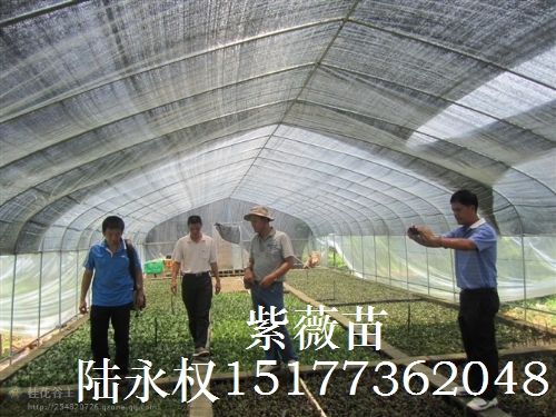 紫薇苗3 