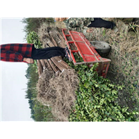 深圳哪里有造型紫薇|深圳造型紫薇树 