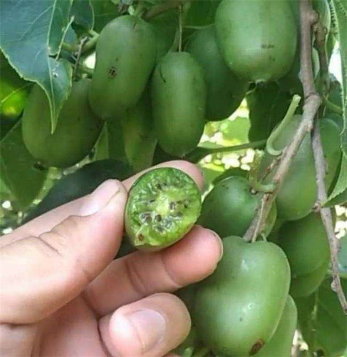 贵州软枣猕猴桃苗—找广西桂泉苗木基地 
