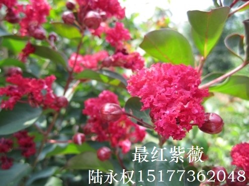 **红紫薇新品种果然红艳似火!