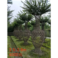 梧州哪里有紫薇造型花瓶【花瓶造型树】 
