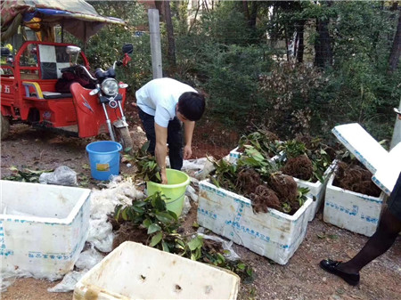 布福娜果苗