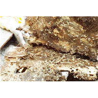仁寿附近家庭单位灭鼠灭蟑螂
