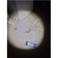 眉山附近灭鼠灭蟑螂白蚁防治价格
