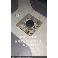 眉山东坡区西餐厅灭鼠灭蟑螂灭白蚁价格