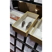 眉山彭山牛肉店灭鼠灭蟑螂杀白蚁找谁