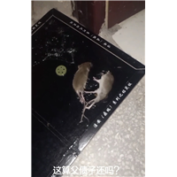 眉山东坡区哪里有做餐厅消杀灭白蚁杀虫的