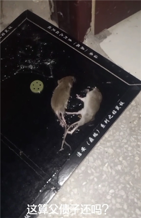 眉山仁寿附近灭鼠杀虫灭白蚁找哪家