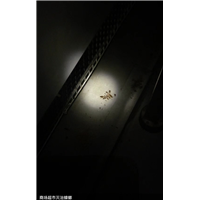 眉山东坡区工厂定期消杀灭白蚁杀虫