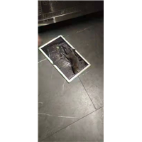 眉山彭山办公室吊顶灭鼠灭白蚁找谁