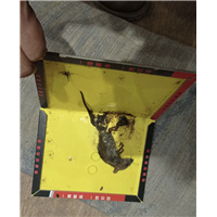 眉山图书馆灭白蚁多少钱