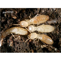 仁寿附近灭鼠灭蟑螂怎么收费