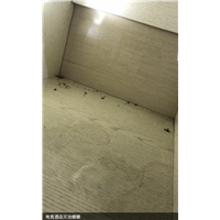 眉山宾馆灭鼠灭白蚁杀虫价格多少