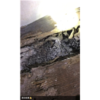 眉山便利店灭白蚁杀虫灭鼠价格