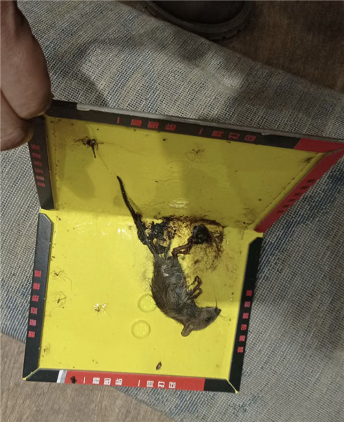 眉山图书馆灭白蚁多少钱
