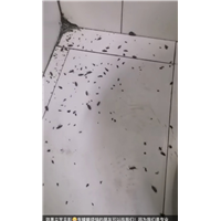 眉山东坡区哪里有做工厂消杀灭白蚁的