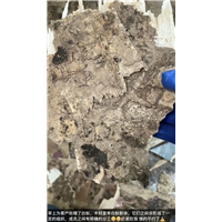眉山丹棱附近灭鼠灭四害哪家价格低