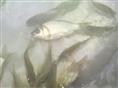 贵州鲫鱼供应-鲫鱼苗