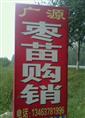 古枣树&河北百年古枣树 