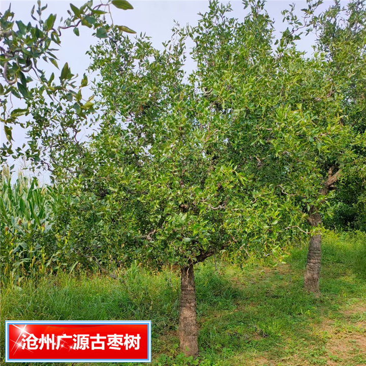沧州枣树献县古枣树河北枣树基地