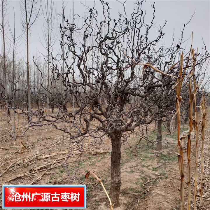 沧州枣树河北古枣树种植基地