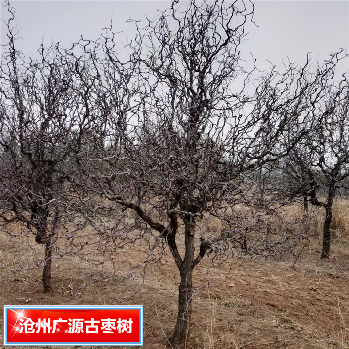 河北古枣树河北哪里有卖古枣树