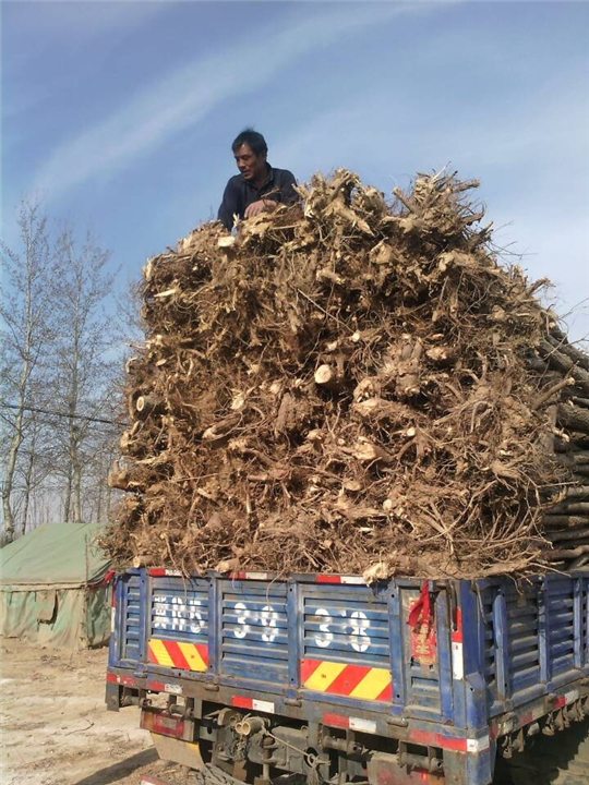 沧州榆树供应商%沧州榆树基地
